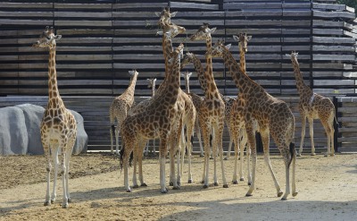 The Vincennes Zoo, a natural escape from Paris